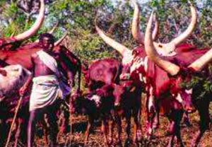 A Muhima Cattle Keeper